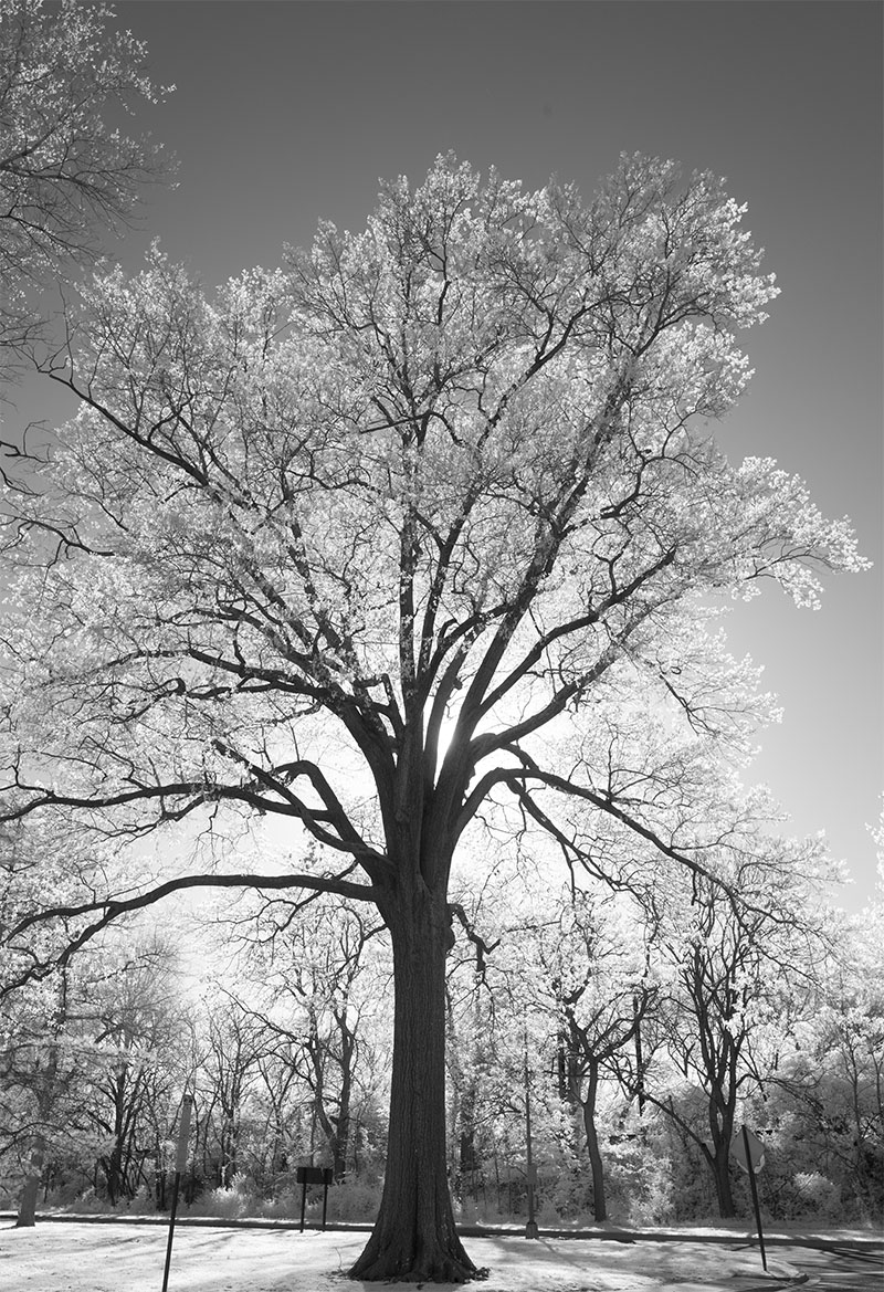 Backlit Infrared Photo of Tree